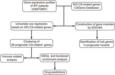 Predictive investigation of idiopathic pulmonary fibrosis subtypes based on cellular senescence-related genes for disease treatment and management